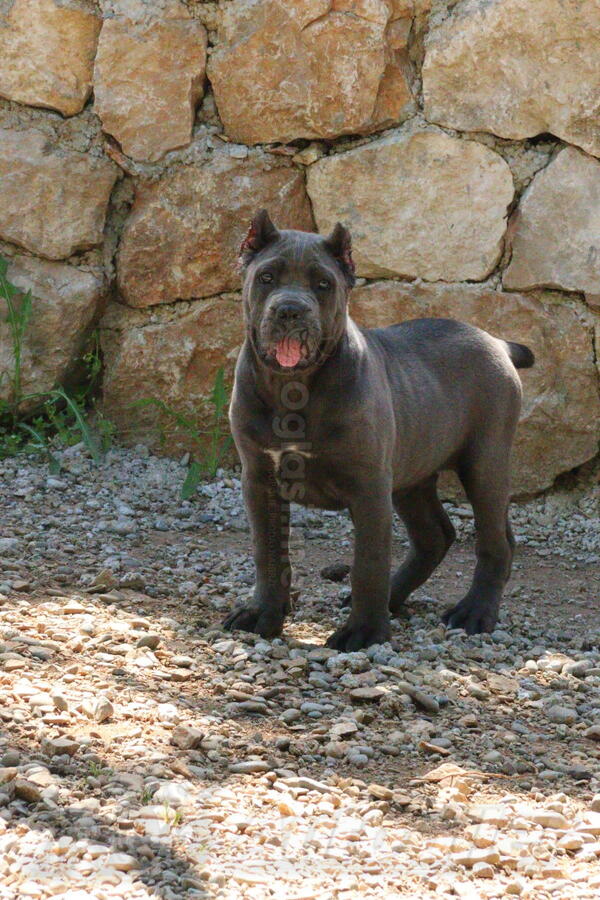 Cane Corso 