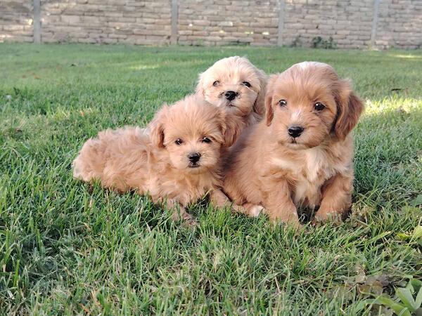 Maltipoo stenci