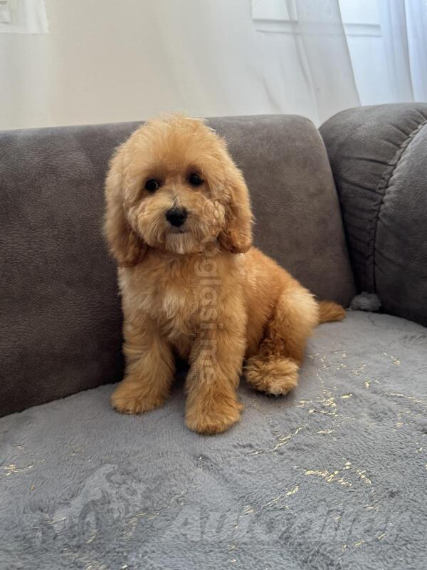 Pudla