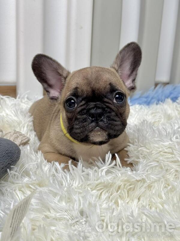 Francuski Buldog prelepi štenci