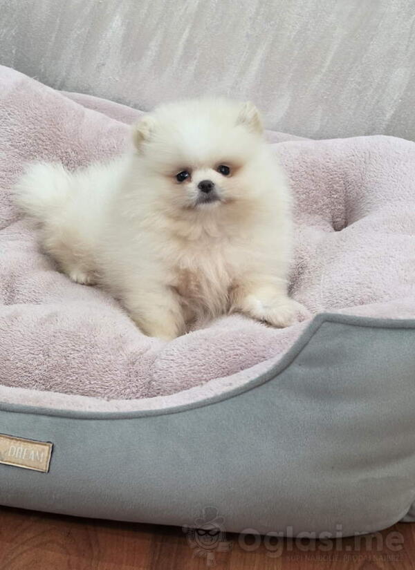 Teddy bear pomeranci, dve sestre