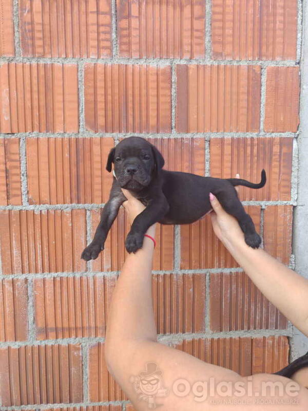Cane Corso štenci šampionskog porekla