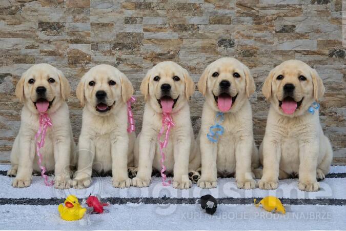 Labrador retriver štenci, prelepi