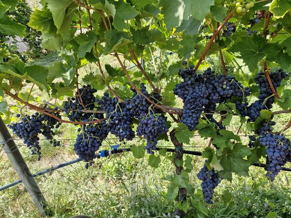 Prodaja grozdja sorte Vranac i Marselan