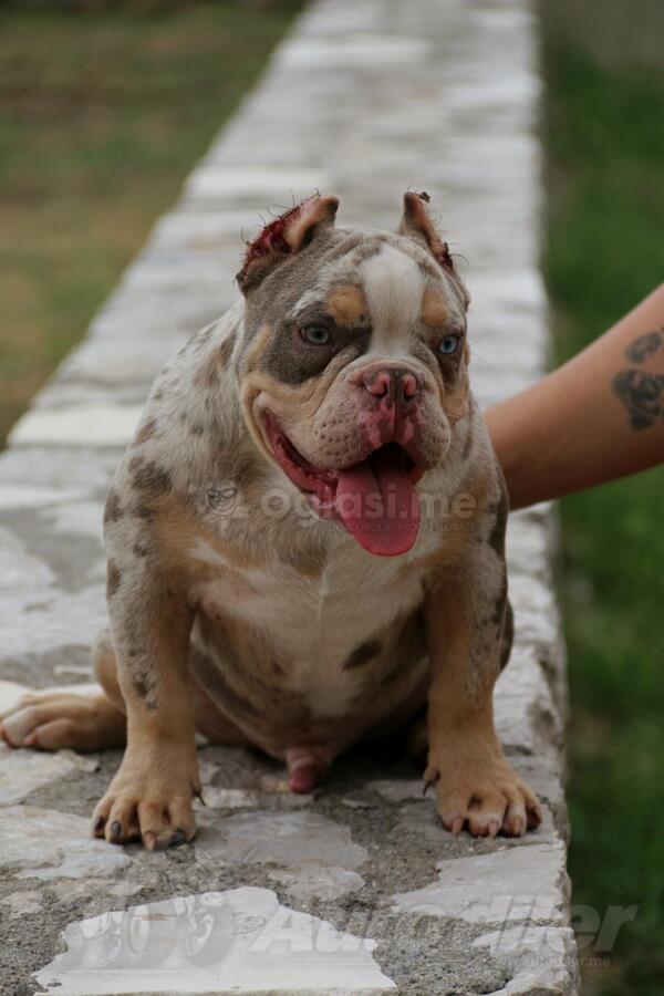 American Bully 