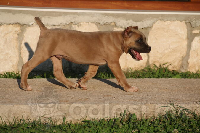 Cane Corso