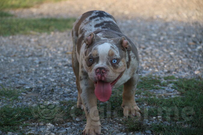 American Bully