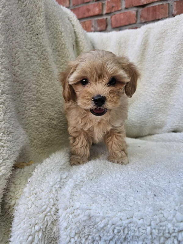 Maltipoo stenci spremni su za preuzimanje.