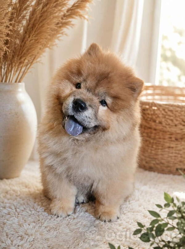 Predivan Chow Chow mužjak, star 3 meseca