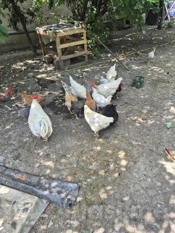 prodaje domace pjetavo 