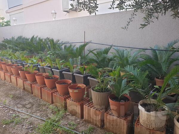 Prodajem cikas palme