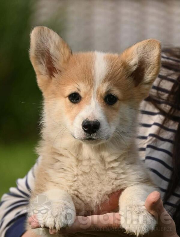 Velški korgi/Welsh Corgi Pembroke