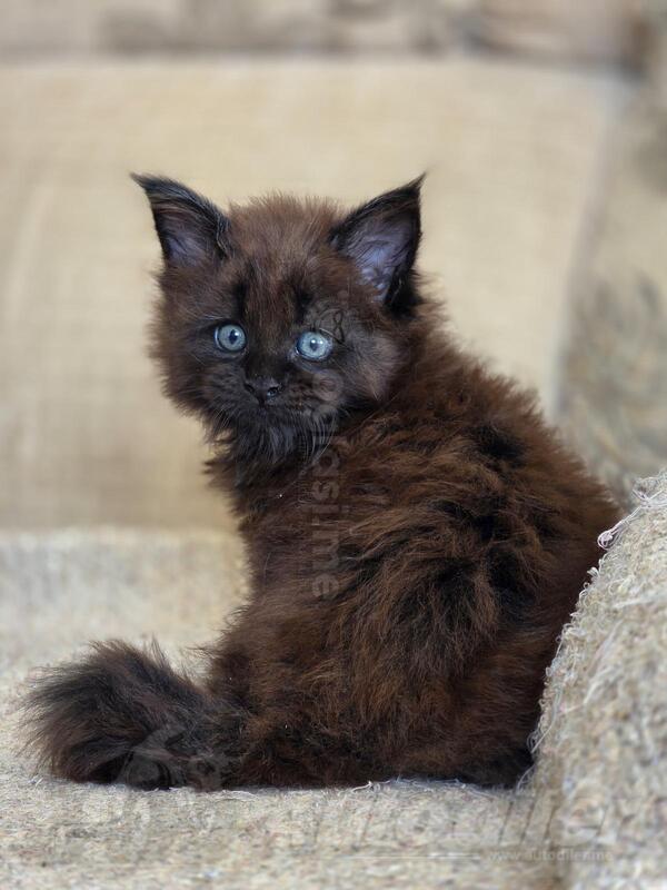 Мmaine coon maca