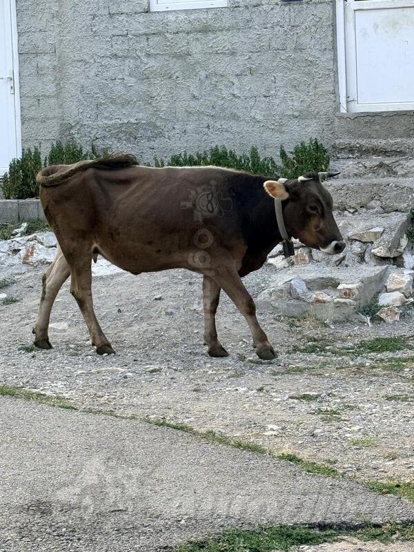 Prodajemo junicu