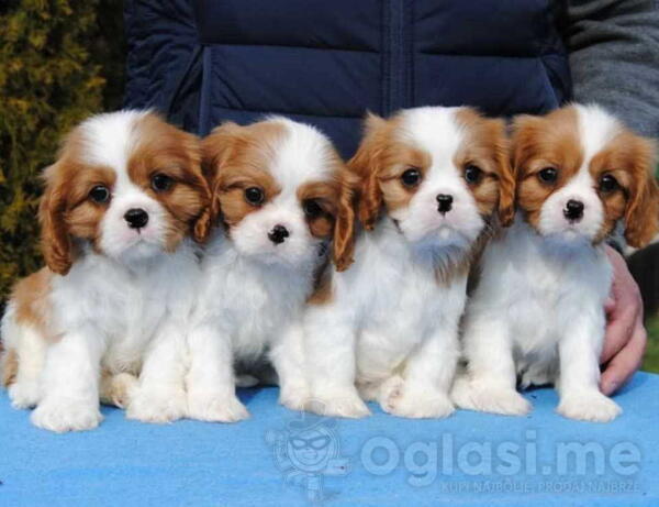 Dostupni štenci Cavalier King Charles spanijela