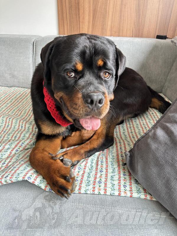 Poklanjam psa Rottweiler