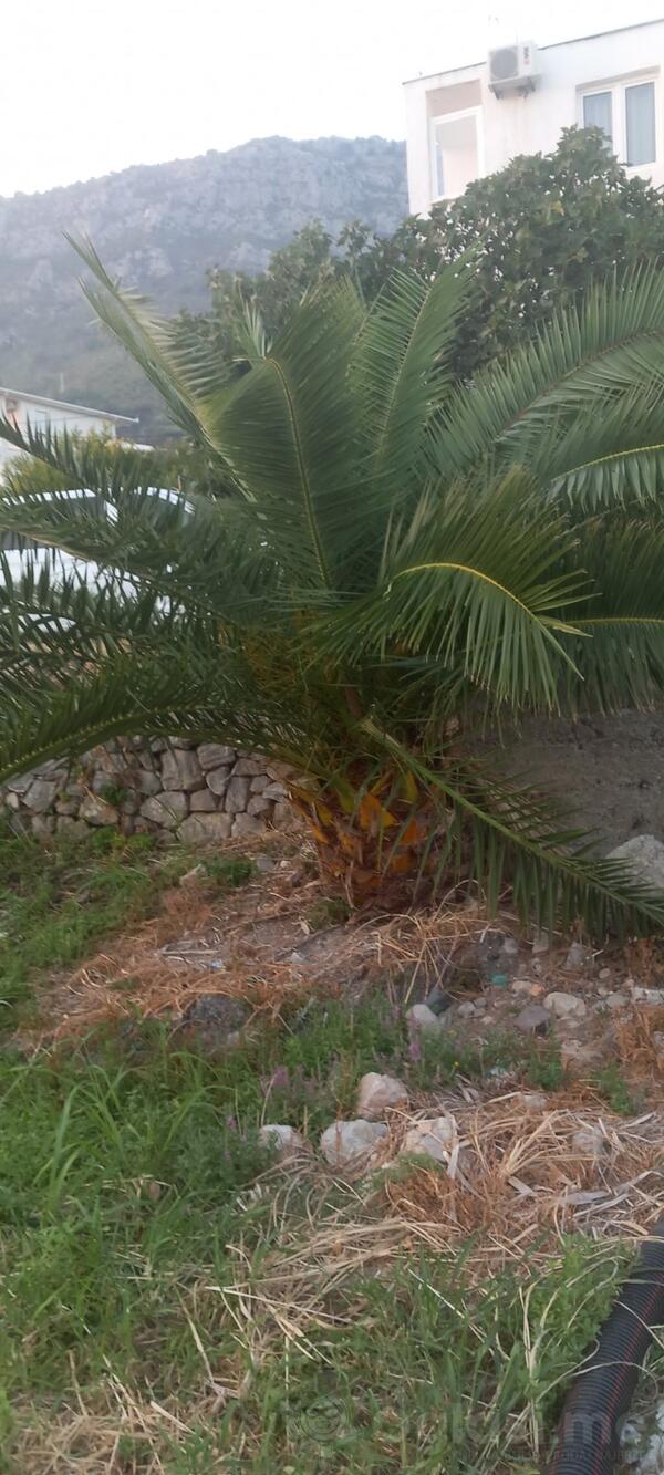 Drvo palme