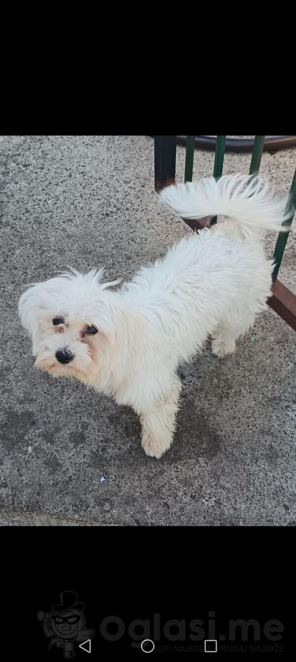 Maltezera 