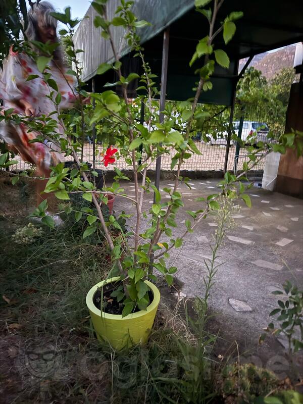 prodajem HIBISKUS