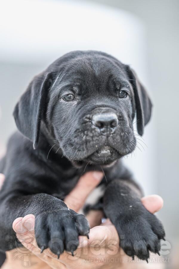Cane Corso prelepi štenci