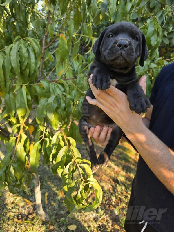 Na prodaju 2 ženska šteneta Cane Corso