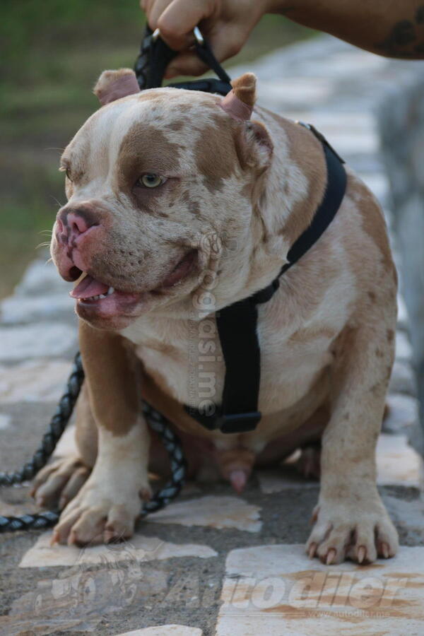 Americki exoticbully