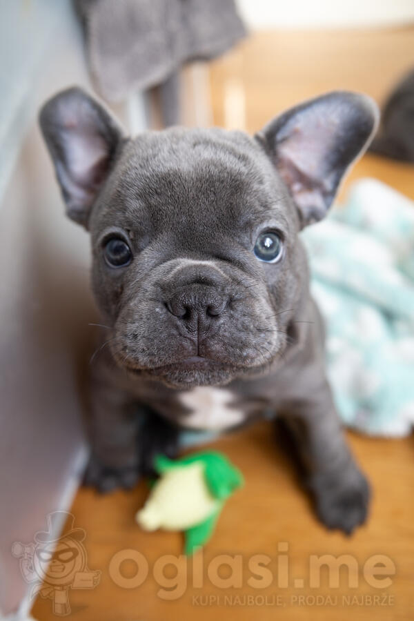 French bulldog