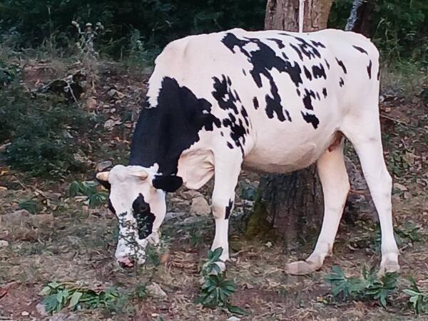 Krave i junice 