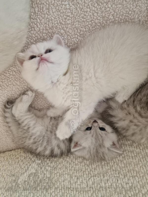 British shorthair mačići na prodaju