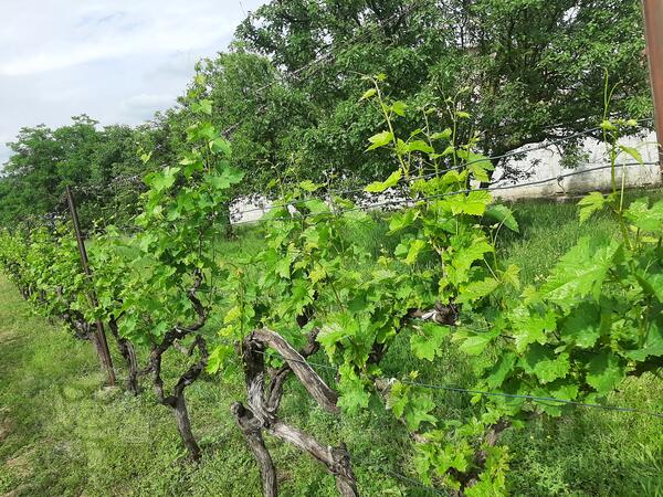 Rakija vrhunskoga kvaliteta,pravljena od odabranih plodova vinove loze Tološi, Podgorica,Crna Gora