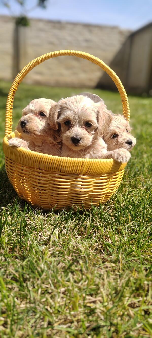 Maltipoo stenci