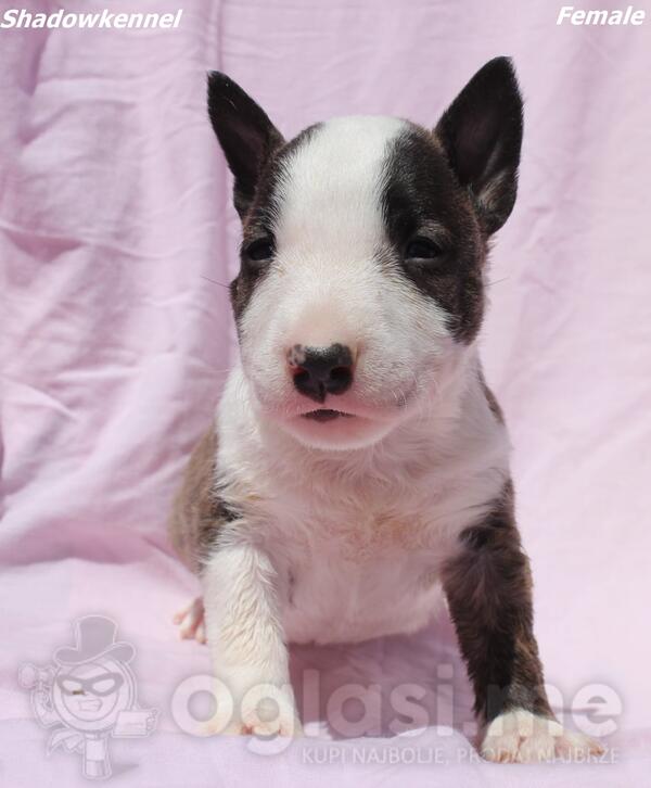 Mini Bull Terijer štenci