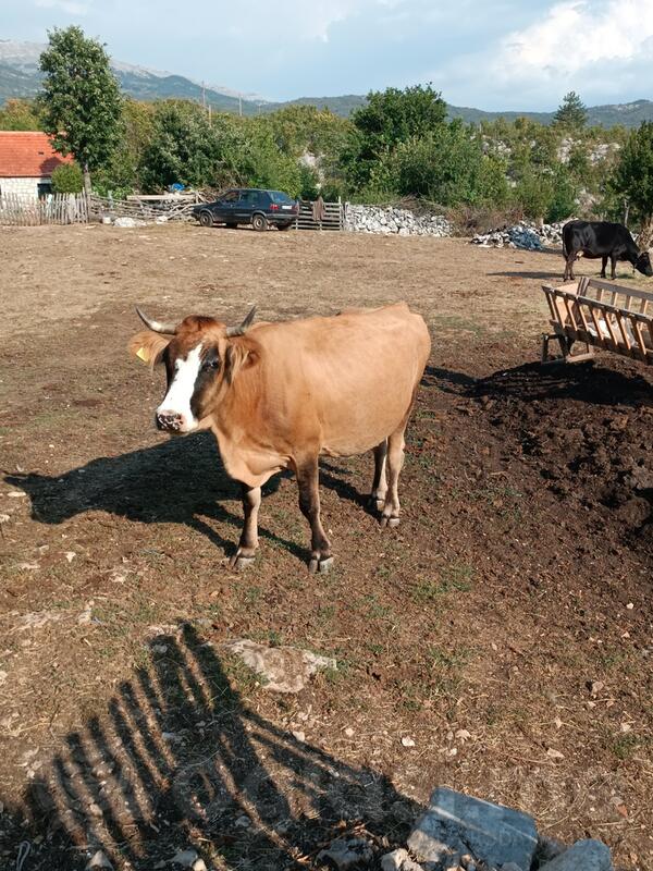 Prodajem domaću kravu