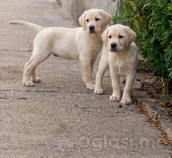 Zenke labrador retriver