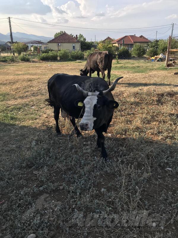 prodajem kravu i tele