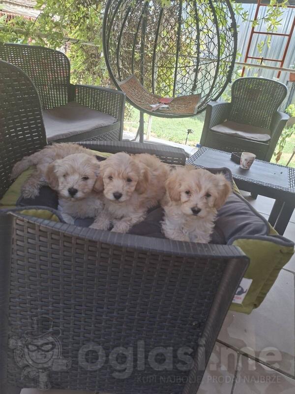 maltipoo